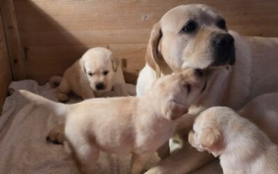 Camada Labrador Retriever 2026
